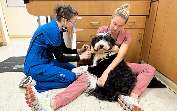 After-Hours Care — Rockin' Pets, Rollin' Vets